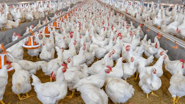 Bisnis Ayam Potong