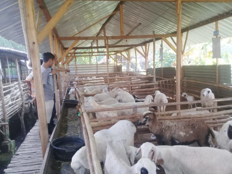 Bisnis Ternak Domba