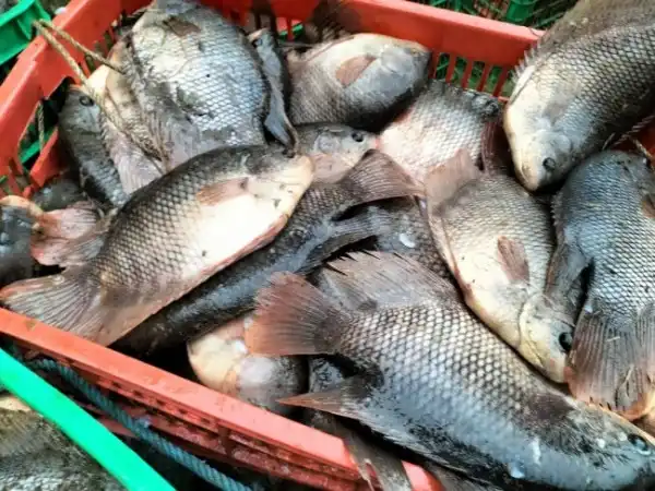 Bisnis Ikan Gurame